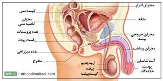 فیزیولوژی و آناتومی ناحیه تناسلی (ppt) 25 اسلاید