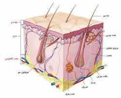 پاورپوینت با عنوان آناتومی و فیزیولوژی پوست